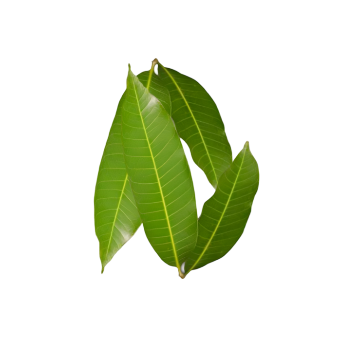 Mango leaf